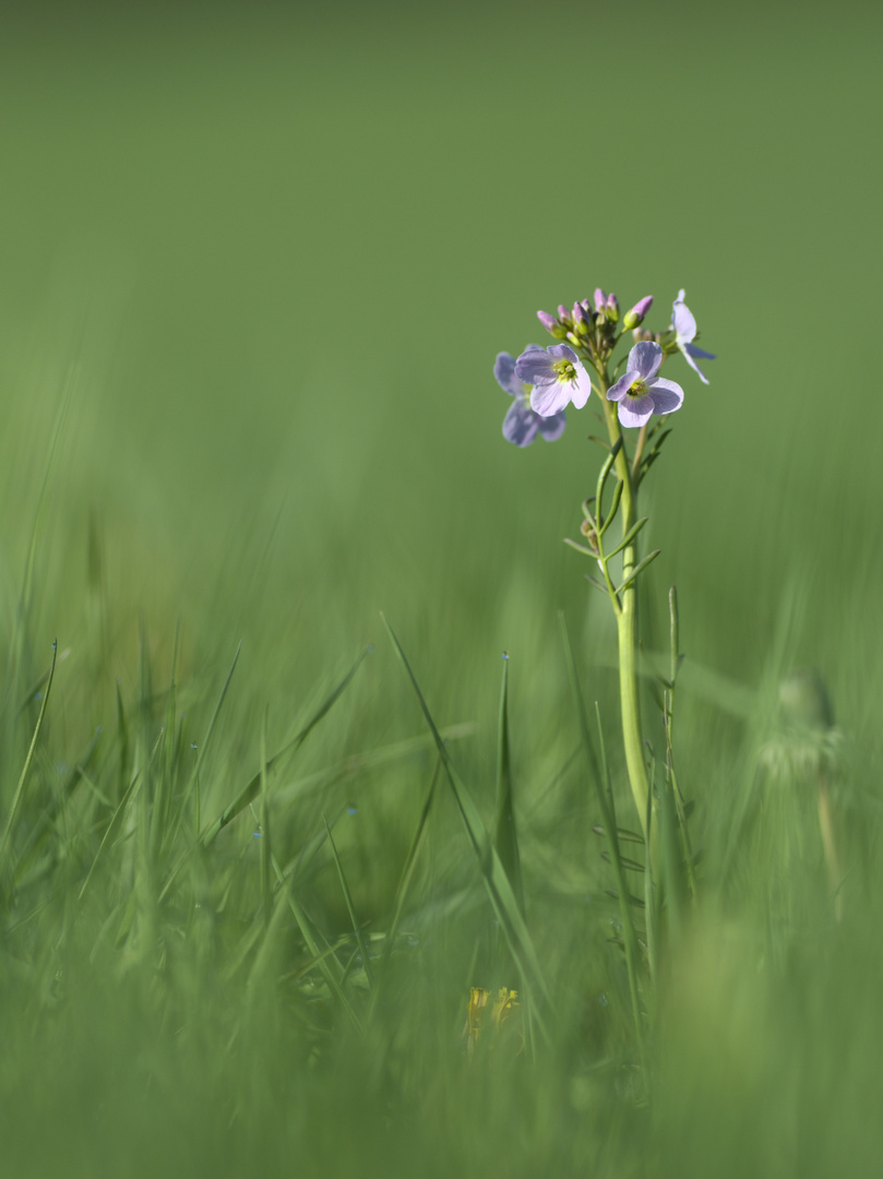 Wiesenschaumkraut