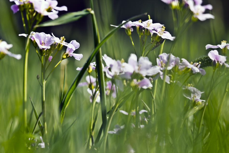 Wiesenschaumkraut