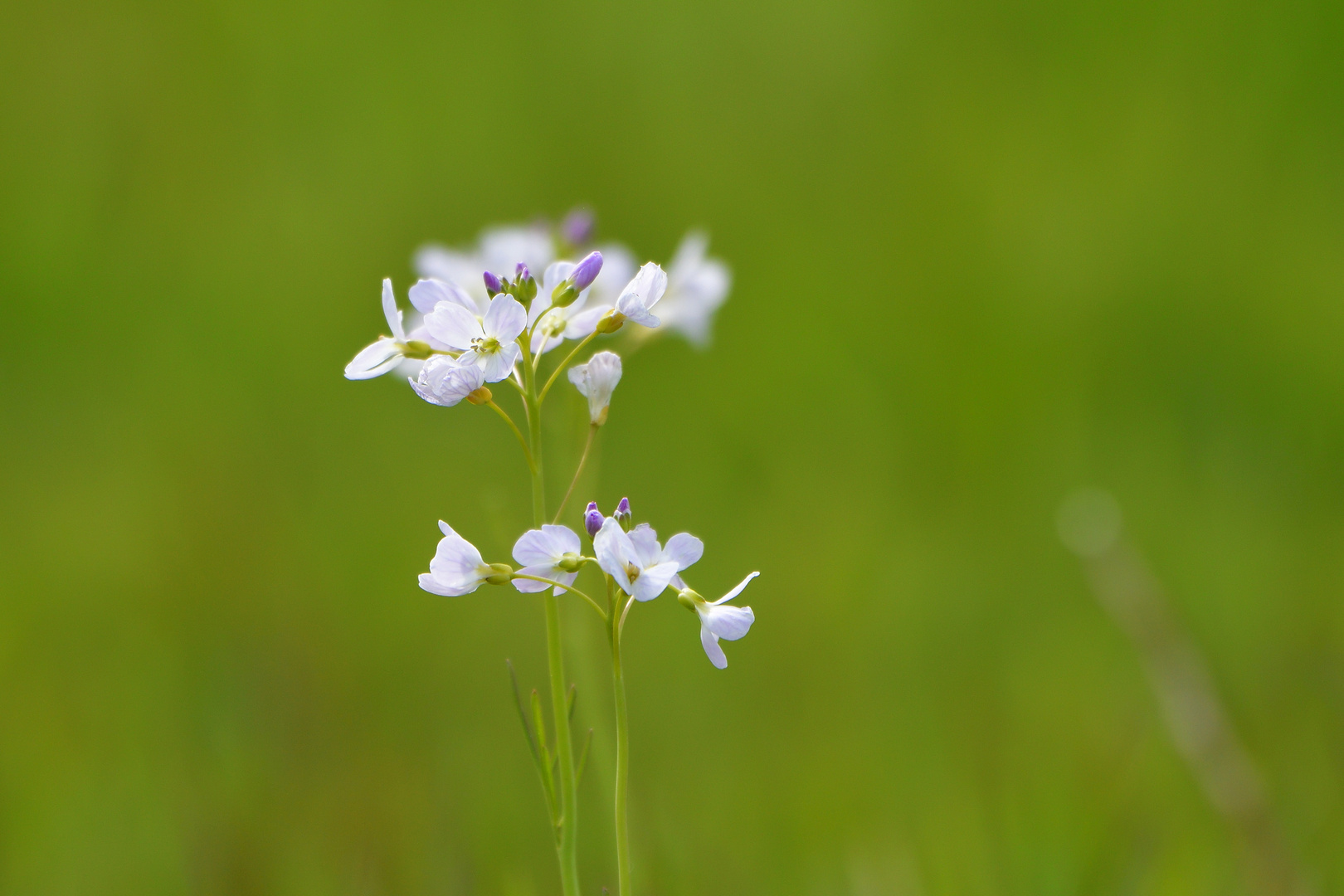 Wiesenschaumkraut