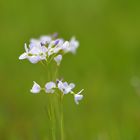 Wiesenschaumkraut