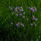 Wiesenschaumkraut