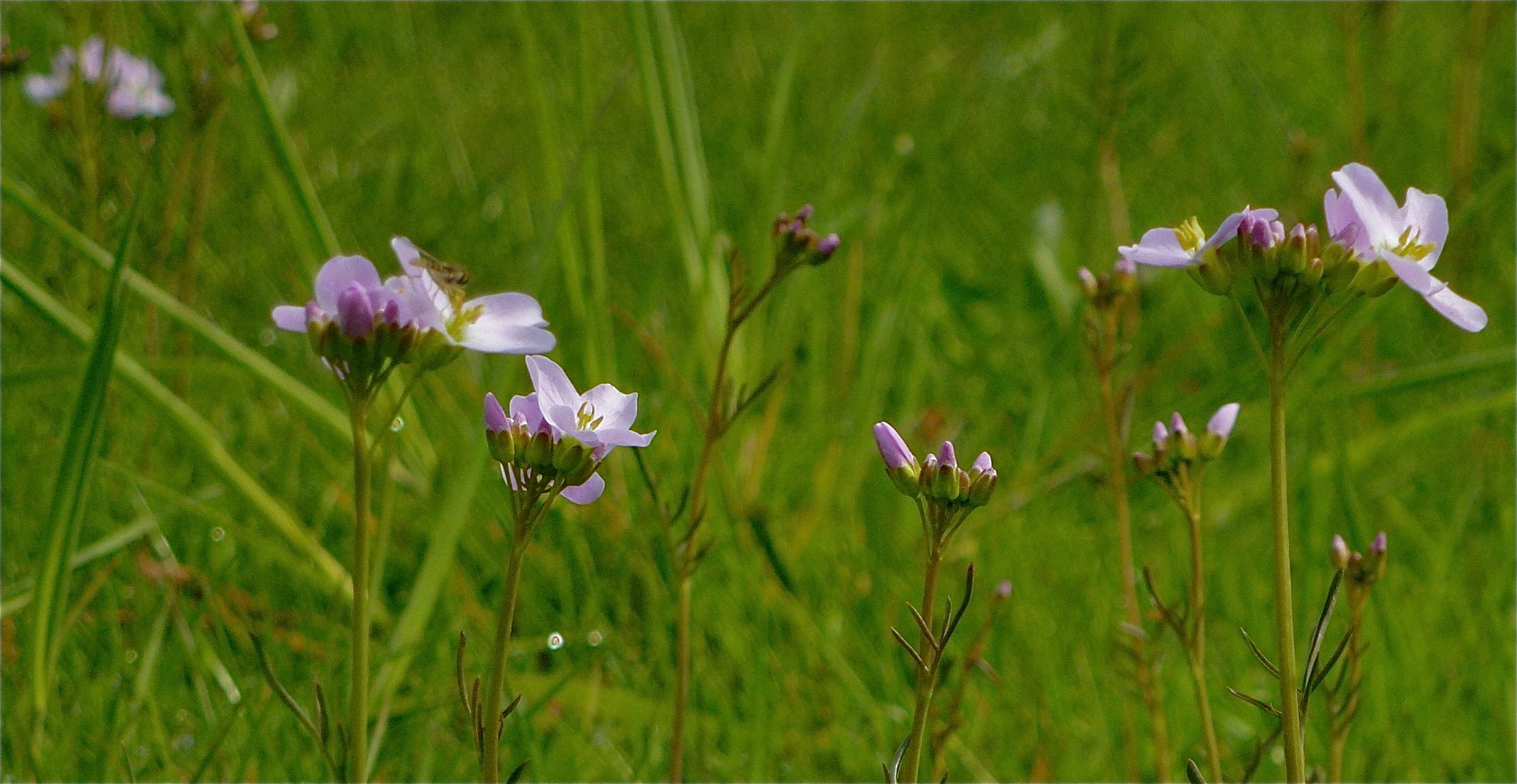 Wiesenschaumkraut….