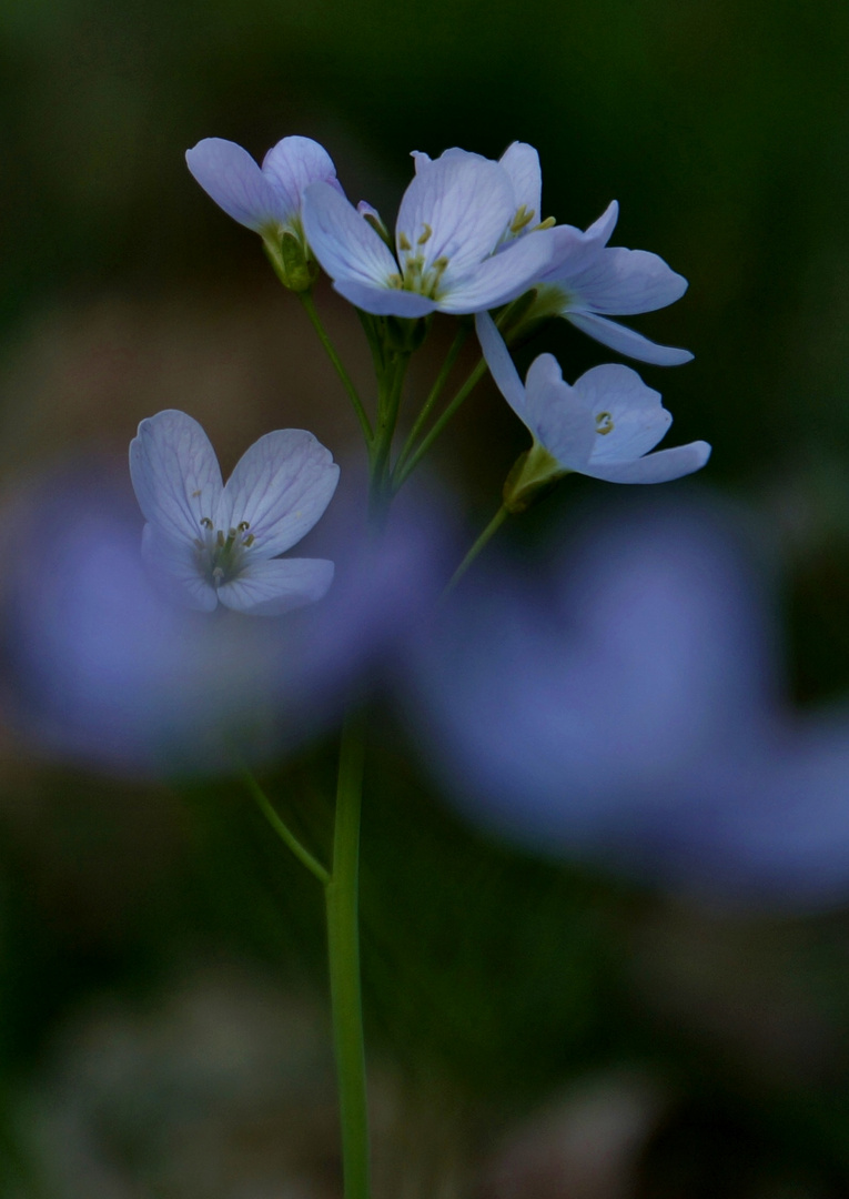 Wiesenschaumkraut