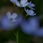 Wiesenschaumkraut