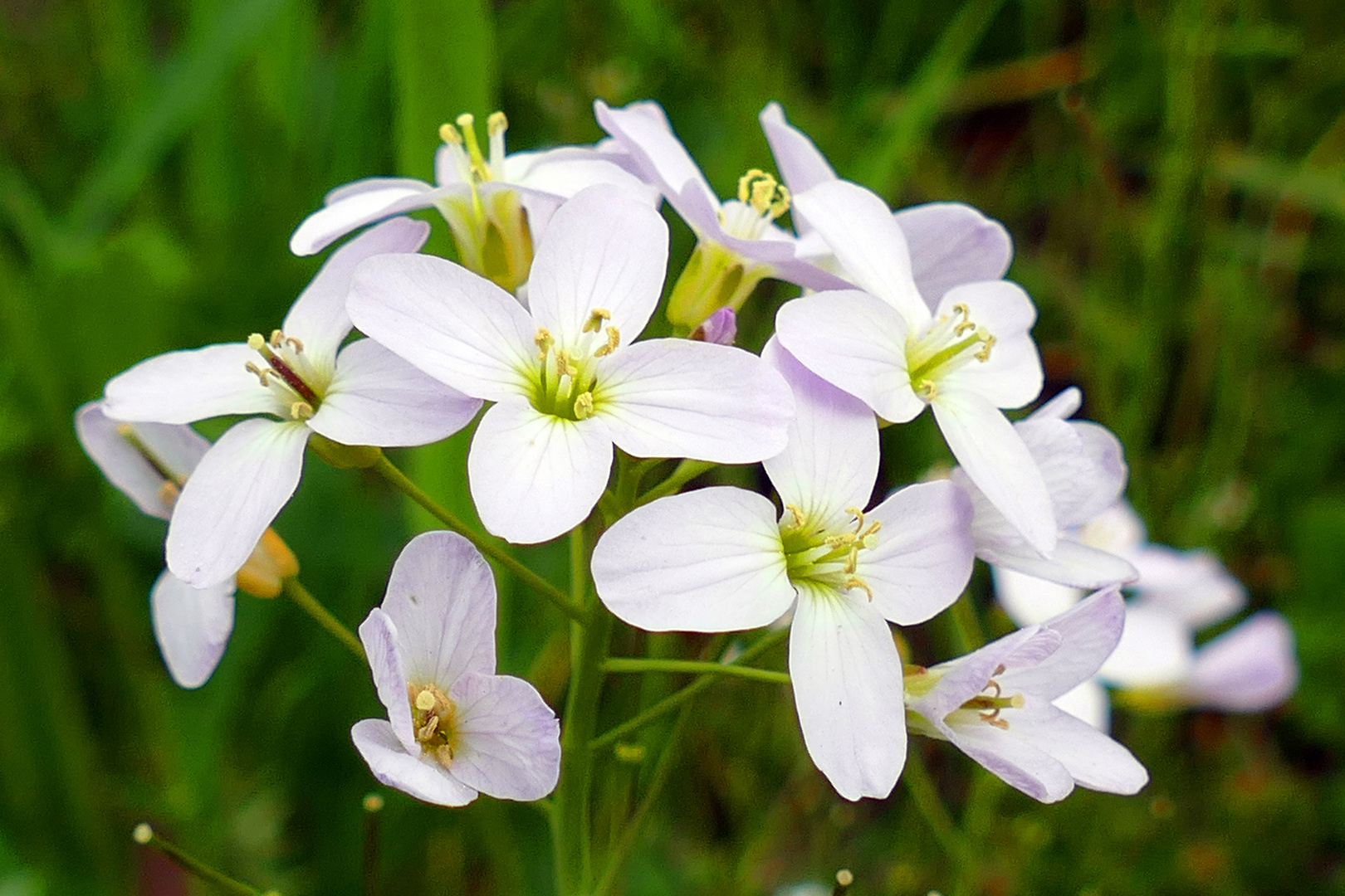 Wiesenschaumkraut