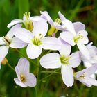 Wiesenschaumkraut