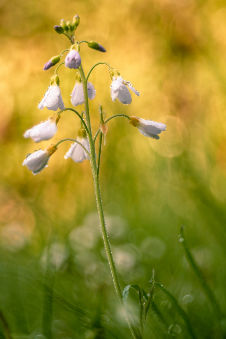 Wiesenschaumkraut 