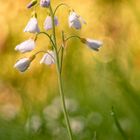 Wiesenschaumkraut 