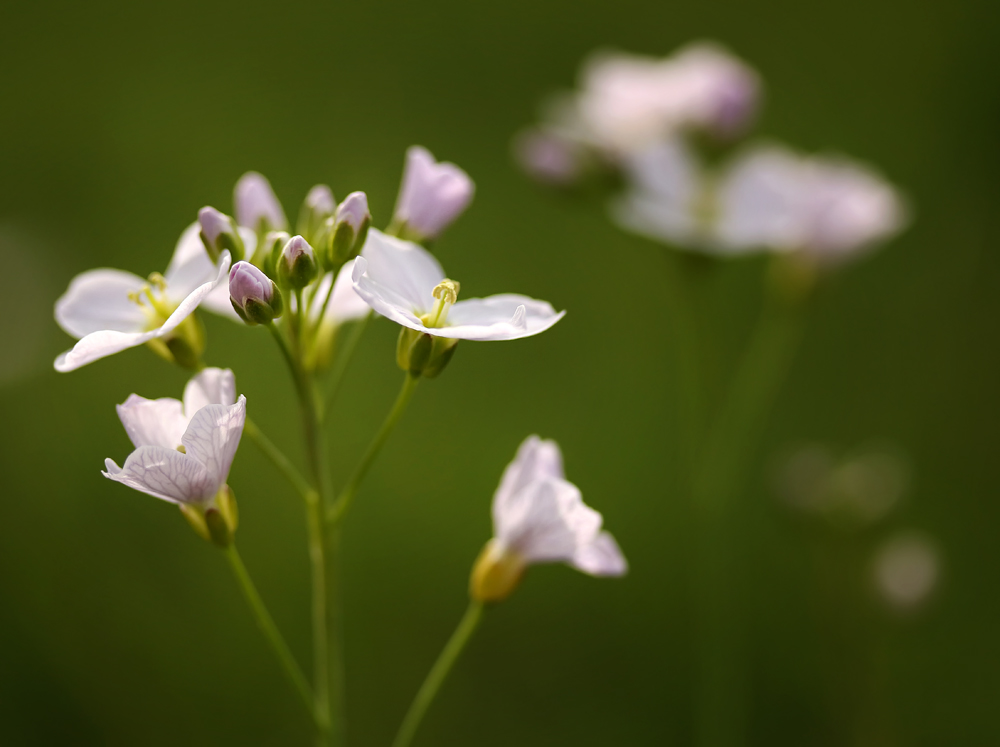 Wiesenschaumkraut