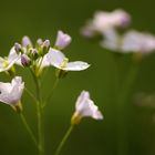 Wiesenschaumkraut