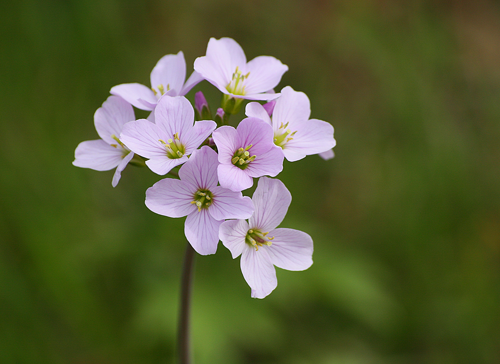 Wiesenschaumkraut