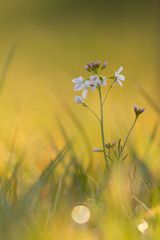 Wiesenschaumkraut