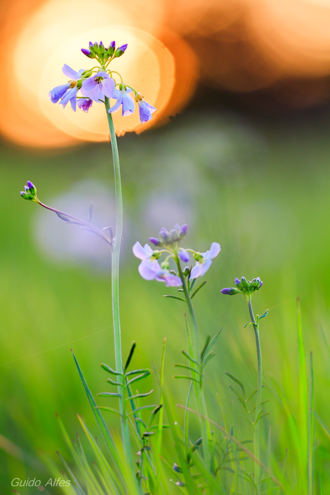 Wiesenschaumkraut