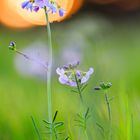 Wiesenschaumkraut