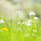 Wiesenschaumkraut am 1. Mai