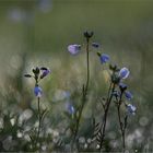 Wiesenschaumkraut am frühen Morgen   . . .