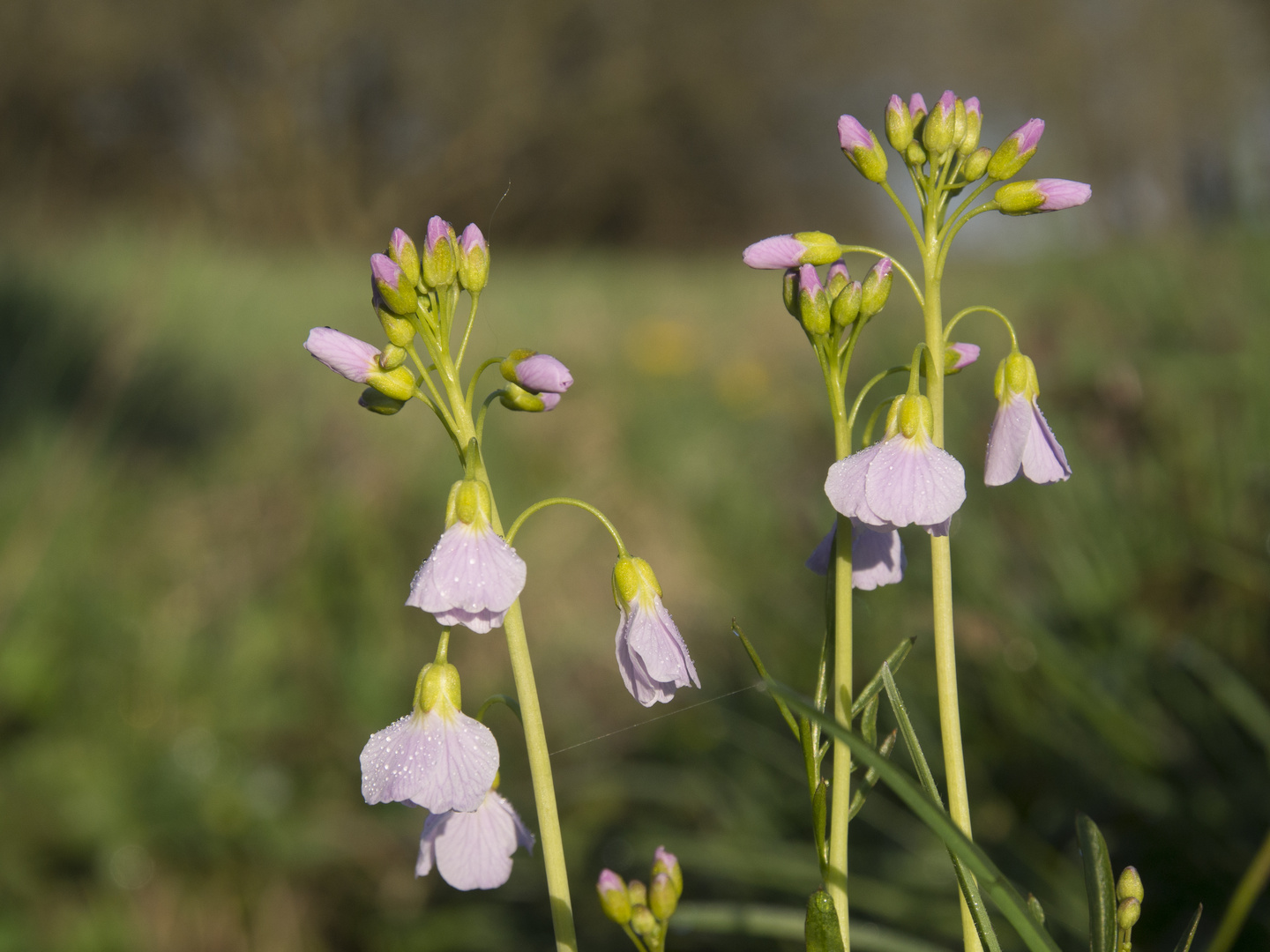 Wiesenschaumkraut am frühen Morgen