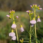 Wiesenschaumkraut am frühen Morgen