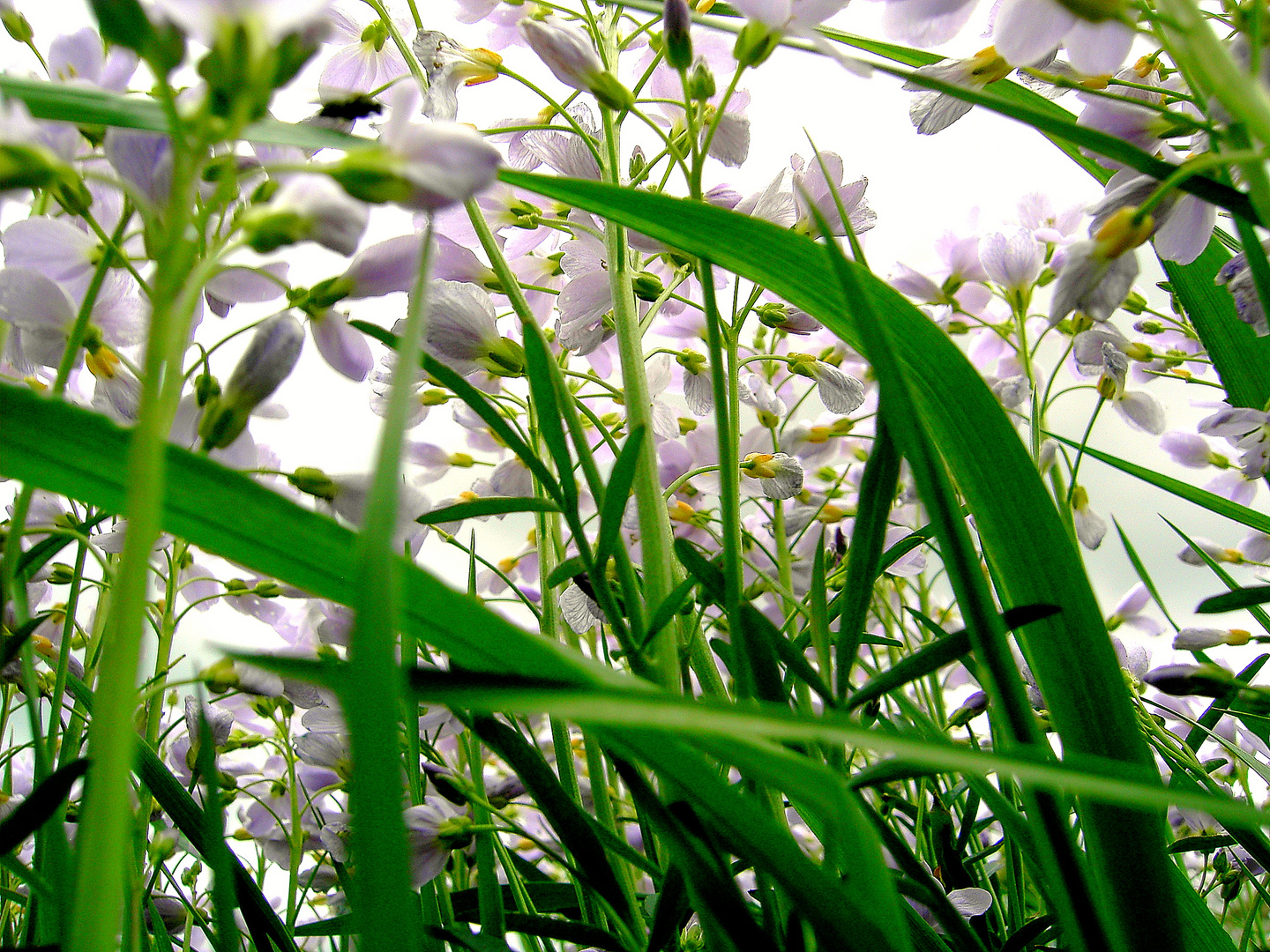 Wiesenschaumkraut aus Mäuseperspektive