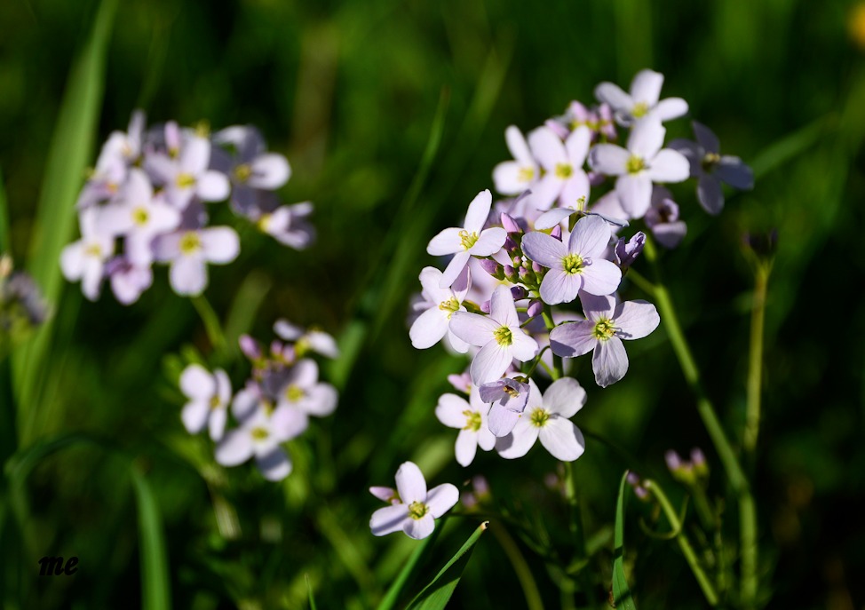 Wiesenschaumkraut