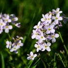 Wiesenschaumkraut