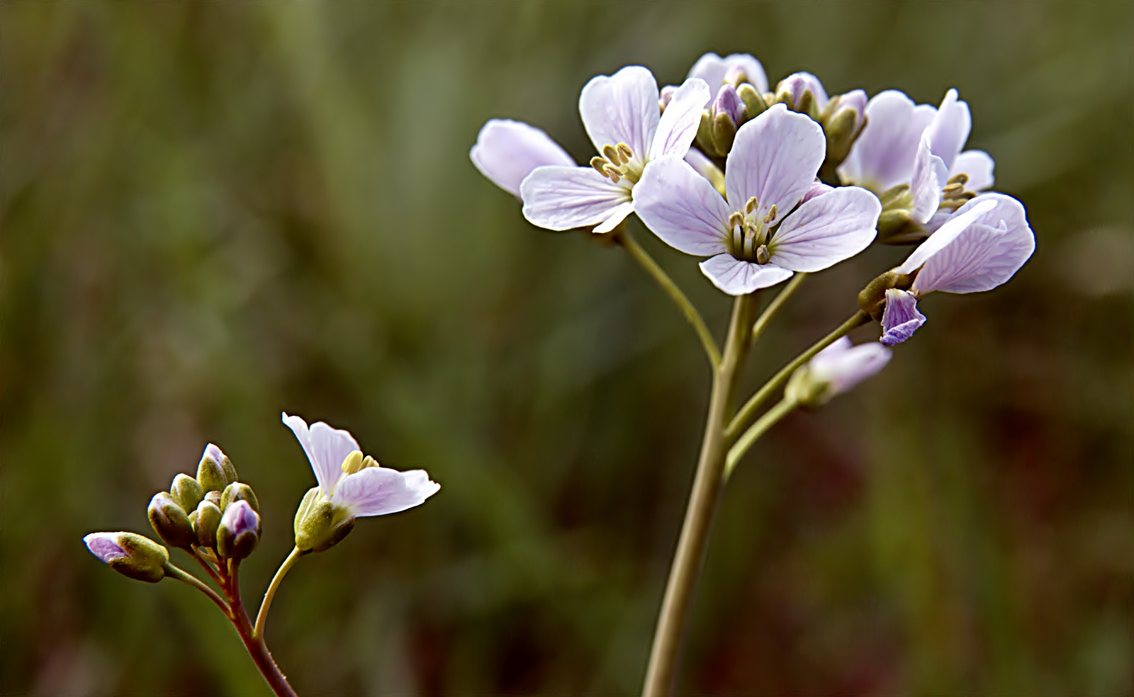 ~~~ Wiesenschaumkraut ~~~