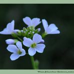 Wiesenschaumkraut