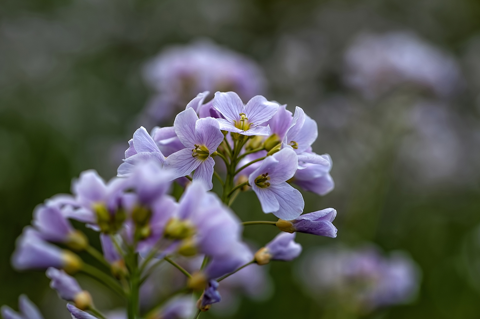 Wiesenschaumkraut