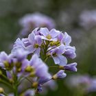 Wiesenschaumkraut