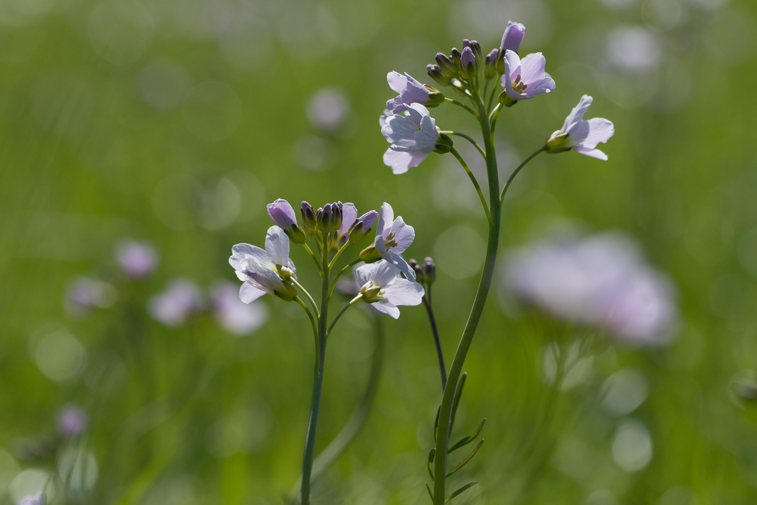 Wiesenschaumkraut