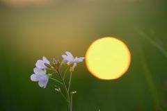 Wiesenschaumkraut bei untergehende Sonne