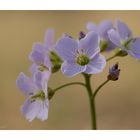 Wiesenschaumkraut (Blüte)