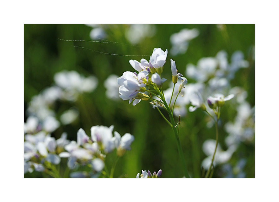 Wiesenschaumkraut