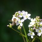 Wiesenschaumkraut