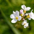 Wiesenschaumkraut