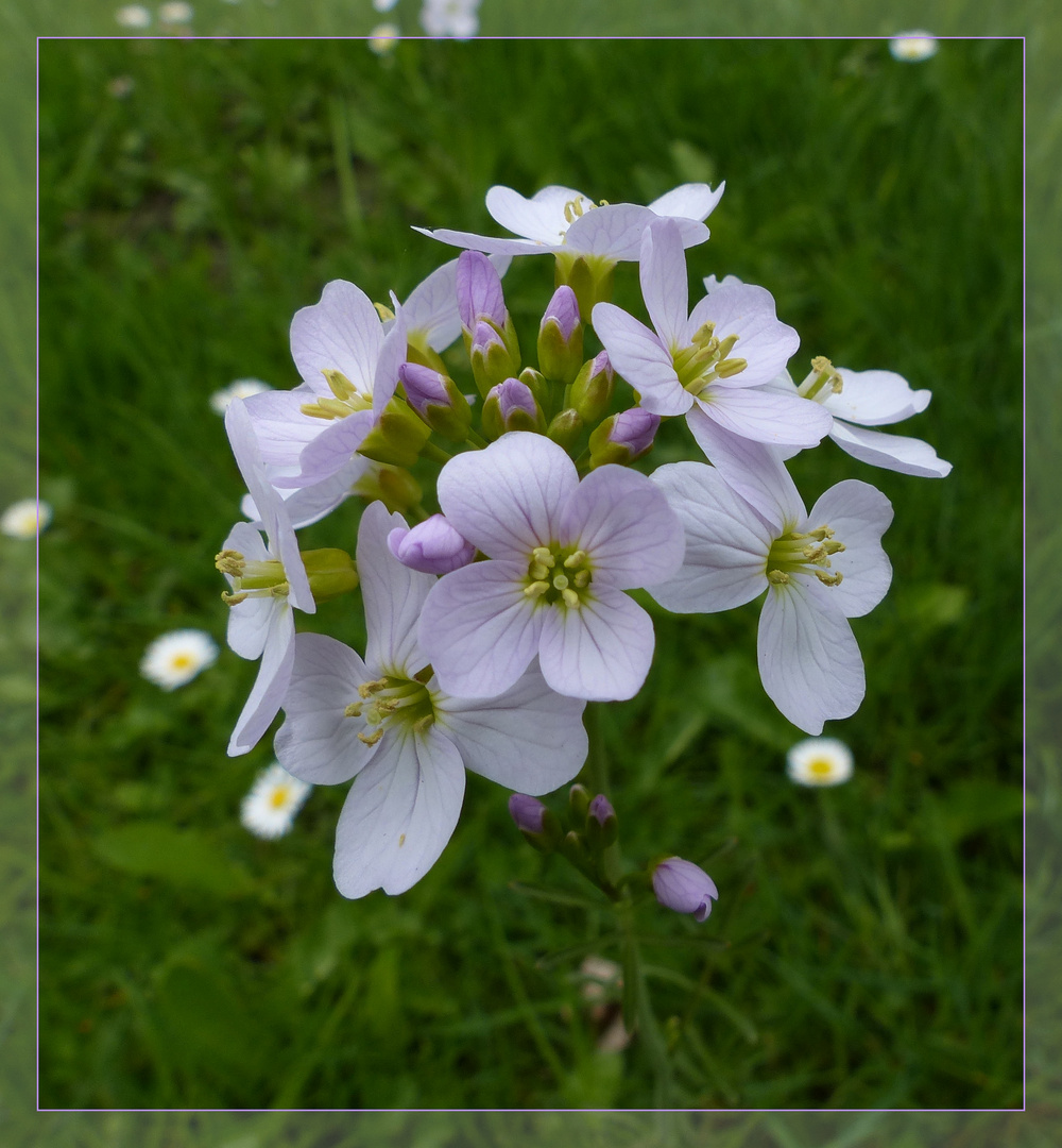 Wiesenschaumkraut