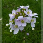 Wiesenschaumkraut