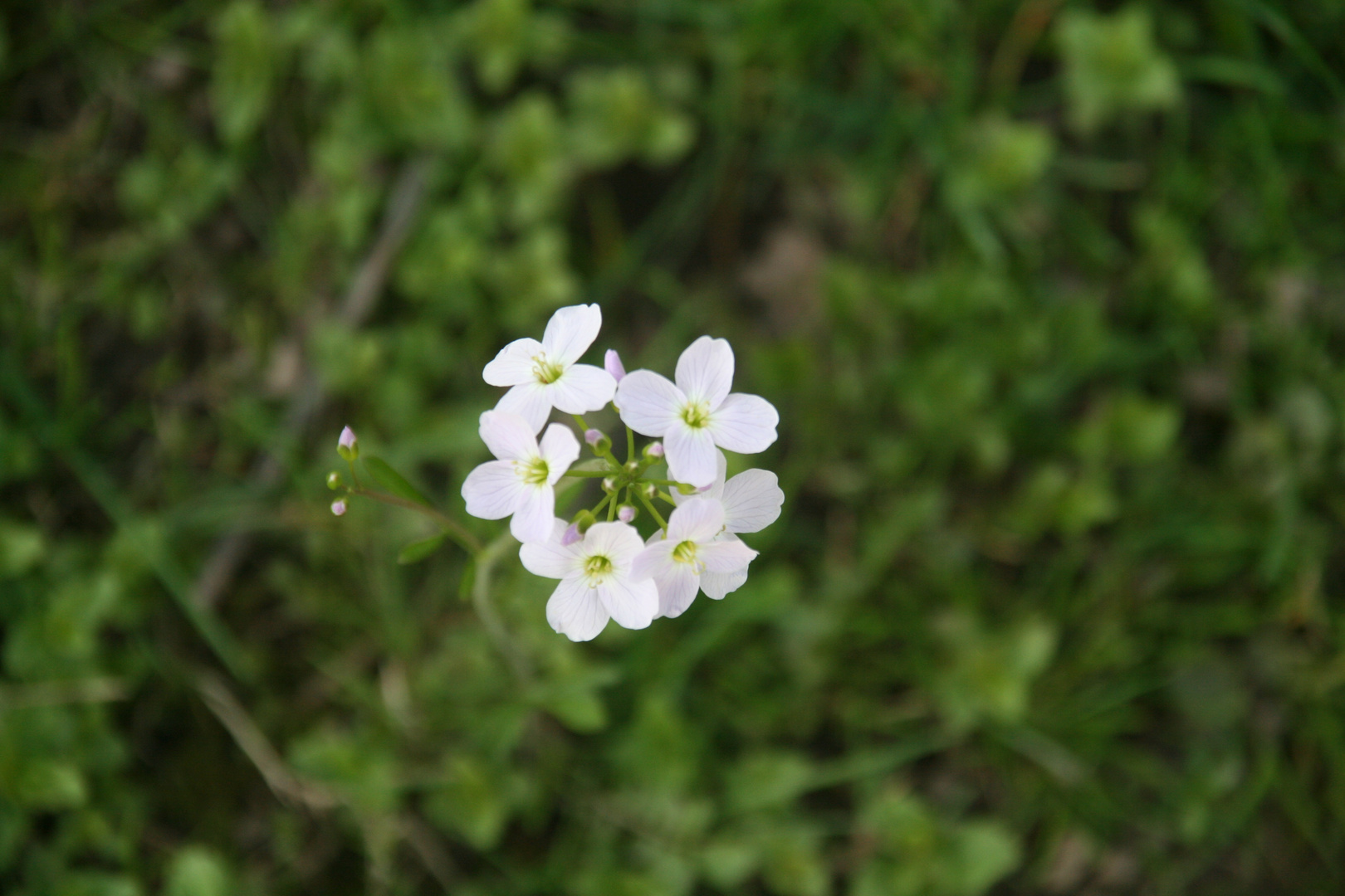 Wiesenschaumkraut