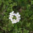 Wiesenschaumkraut