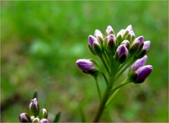 Wiesenschaumkraut