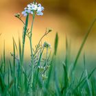 Wiesenschaumkraut