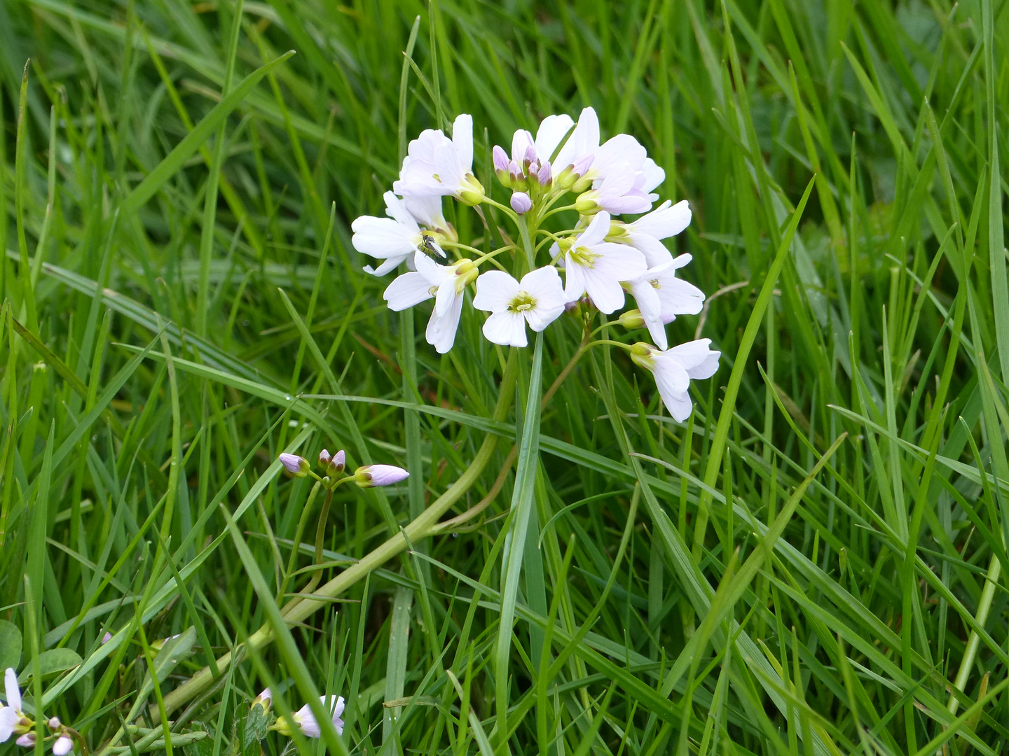 Wiesenschaumkraut