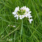 Wiesenschaumkraut