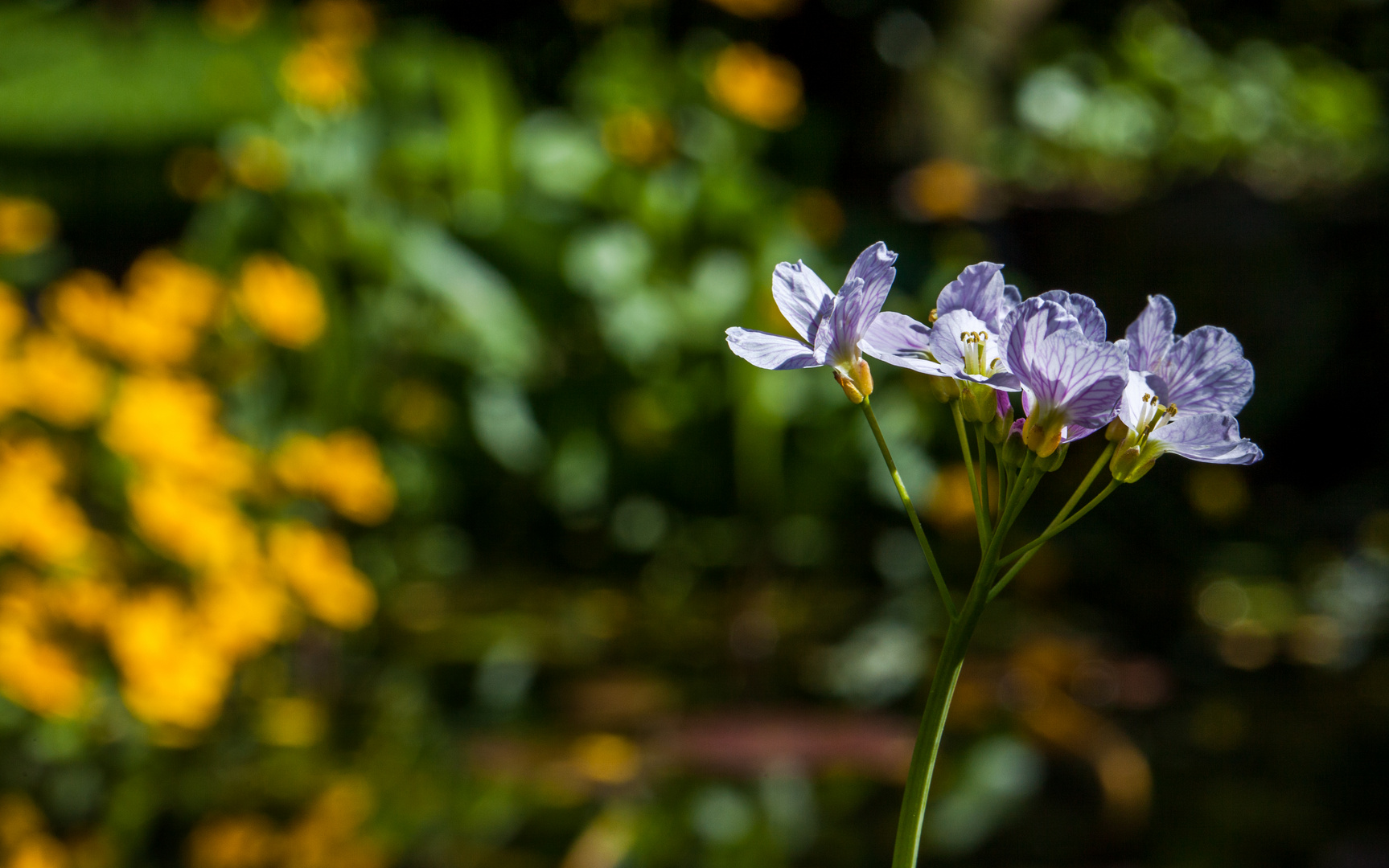 wiesenschaumkraut