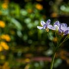 wiesenschaumkraut