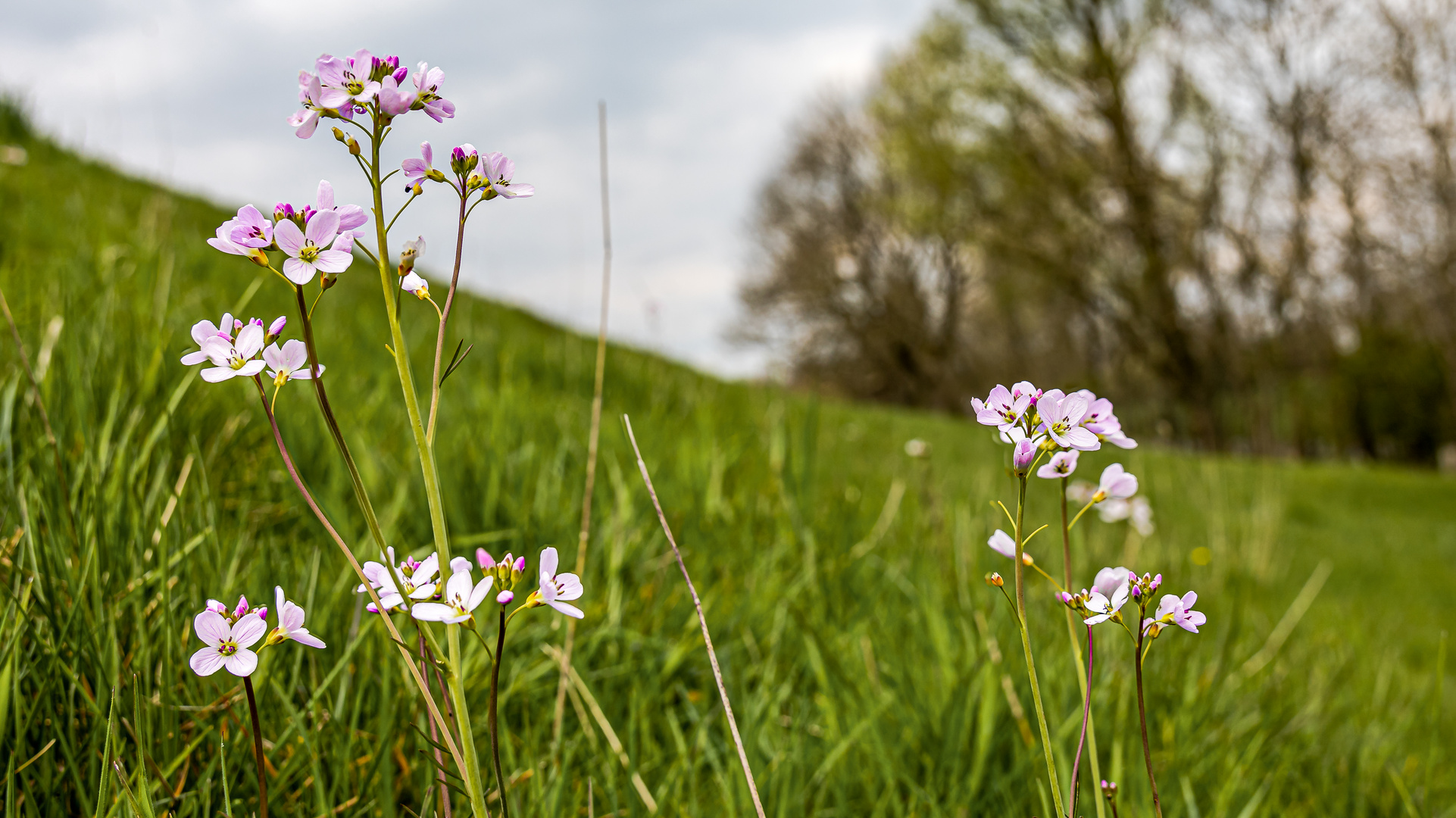 wiesenschaumkraut