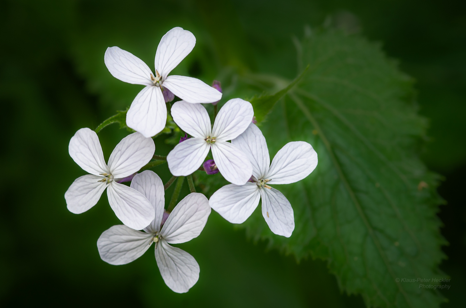 Wiesenschaumkraut 