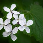 Wiesenschaumkraut 