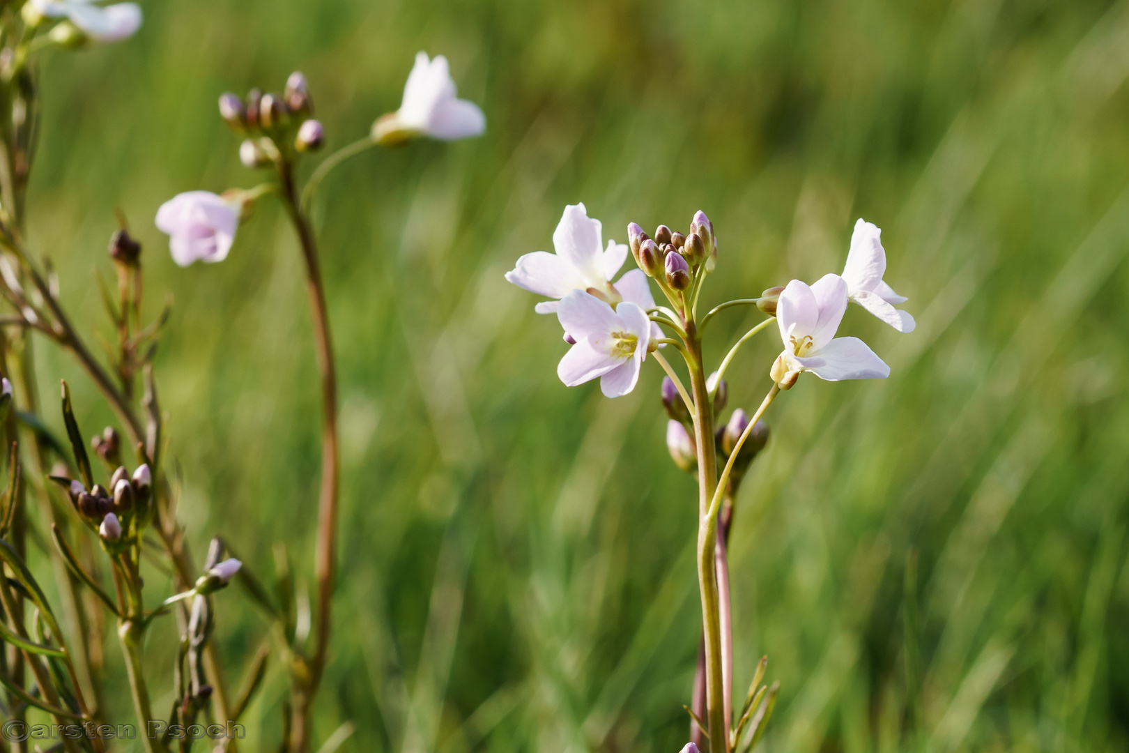 Wiesenschaumkraut