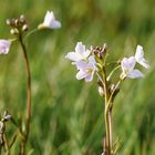 Wiesenschaumkraut